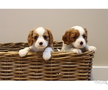 Stunning Cavalier puppies for sale