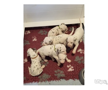 Dalmatian Puppies Available