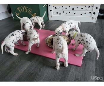 Dalmatian Puppies Available