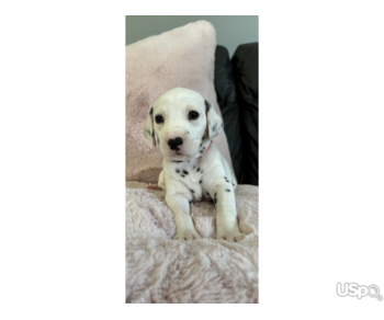 Dalmatian Puppies Available