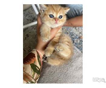 Cute British Shorthair Kittens For Sale