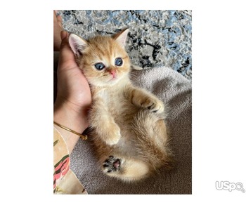 Cute British Shorthair Kittens For Sale