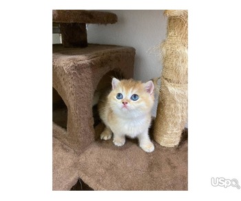 Cute British Shorthair Kittens For Sale