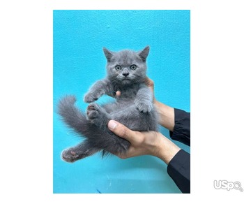 Blue British Shorthair For Adoption