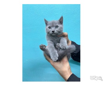 Blue British Shorthair For Adoption