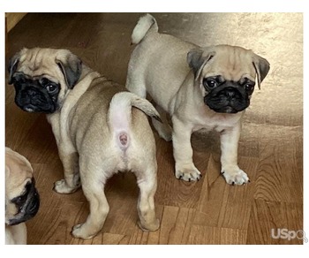 Pug puppies for sale