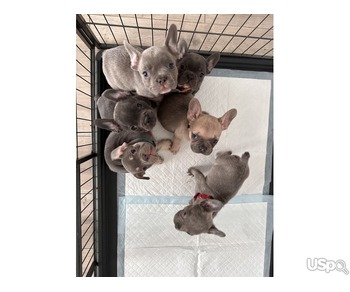 Quality French Bulldog Puppies For Sale