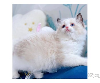 Ragdolls Kittens for Sale