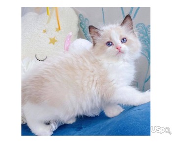 Ragdolls Kittens for Sale