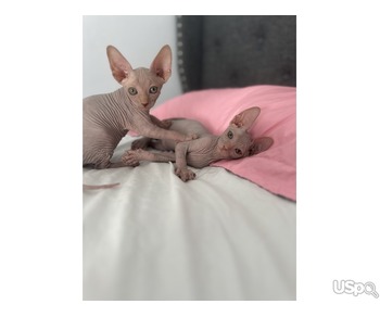 Sphinx kittens