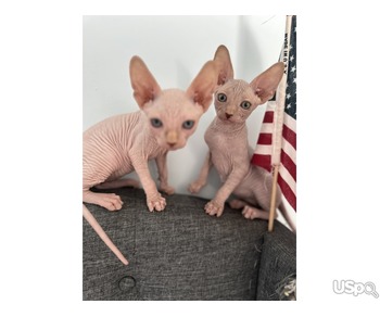 Sphinx kittens