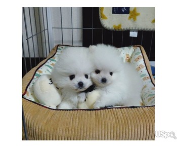 Teacup Pomeranian puppies for sale