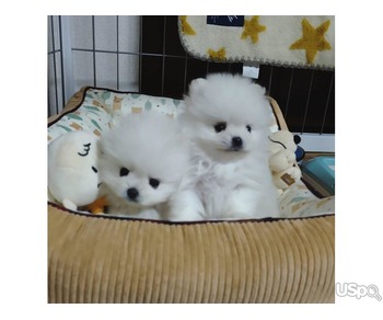 Teacup Pomeranian puppies for sale