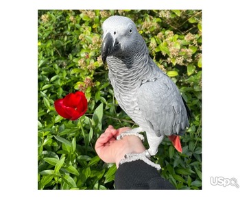 Male and female African Grey parrots for sale