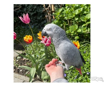 Male and female African Grey parrots for sale