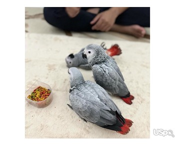 Male and female African Grey parrots for sale