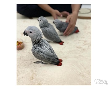 Male and female African Grey parrots for sale