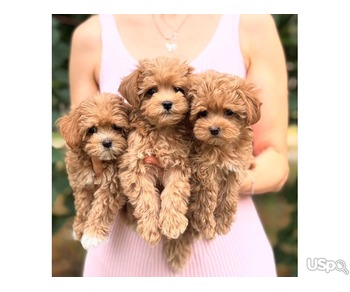 Maltipoo Puppies Available