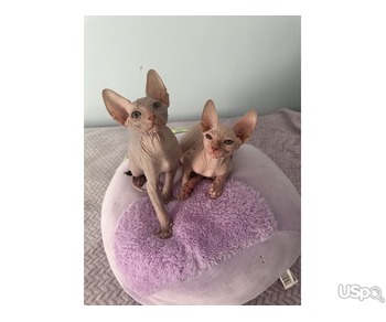 sphinx kittens