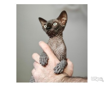 Sphynx kittens for sale