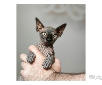 Sphynx kittens for sale