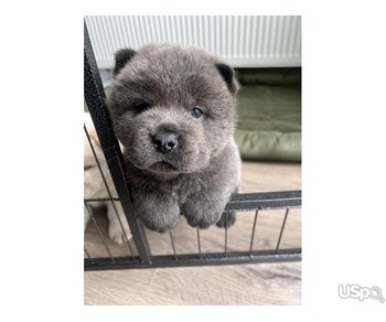 2 Chow Chow Pup's