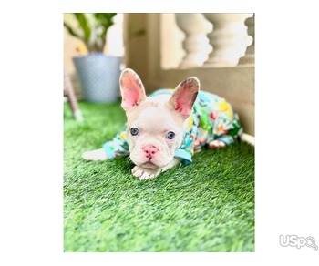 FEMALE FRENCH BULL DOG PUPPY