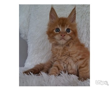 Female Maine Coon kitten for sale