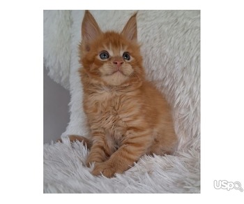 Female Maine Coon kitten for sale