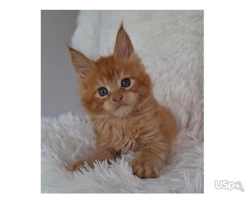 Female Maine Coon kitten for sale