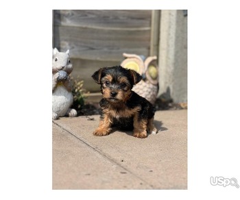 Mini Yorkshire Terrier Available