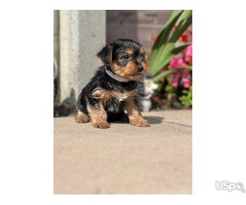 Mini Yorkshire Terrier Available