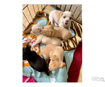 Chihuahua puppies for sale