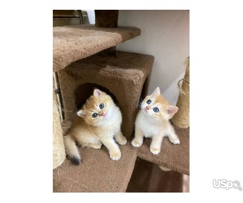 Healthy Cute Little Kittens For Adoption.