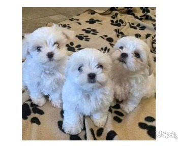 Maltese Puppies For sale