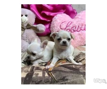 Chihuahua puppies for sale(adoption)