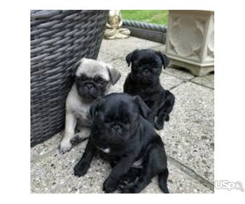 Cute adorable Male and female purebred pug puppies for sale