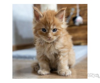 Maincoon KItten