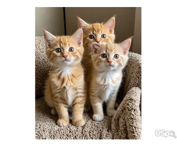 Maincoon KItten