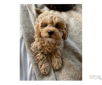 Healthy Maltipoo Puppies