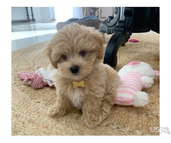 Healthy Maltipoo Puppies