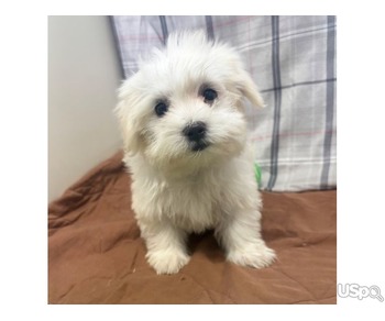 Teacup Maltese puppies