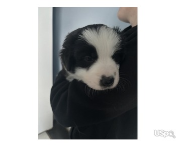 Collie Pups For Sale.