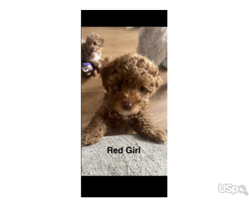 Adorable Teddy Bear Cavapoo Puppies