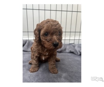 Adorable Teddy Bear Cavapoo Puppies