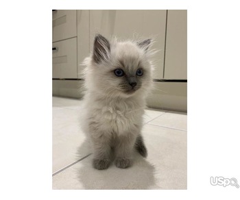 Sweet British Shorthair