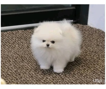 Pomeranian puppy