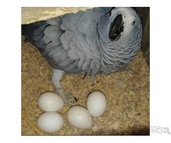 we sell very fertile candlelight hatching parrot eggs,... text me on:+12097835681