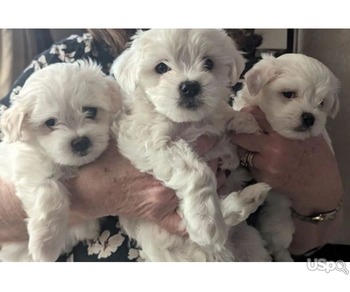 Maltese Puppies For Sale.text me on :+12097835681