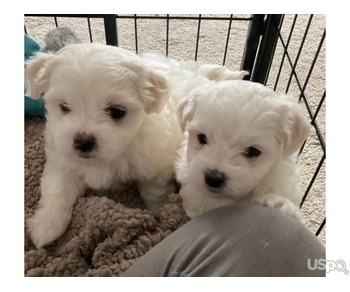 Maltese Puppies For Sale.text me on :+12097835681